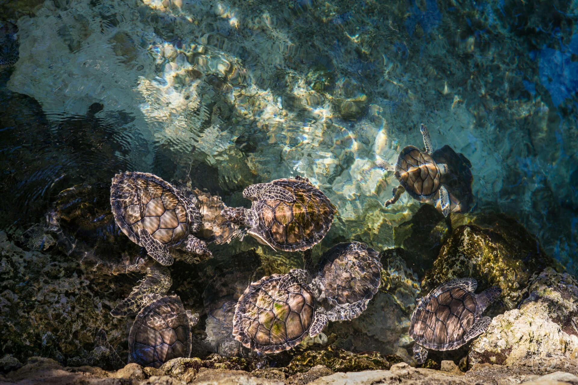 Fotografie von mehreren Meeresschildkröten, die in klarem, blaugrünem Wasser schwimmen